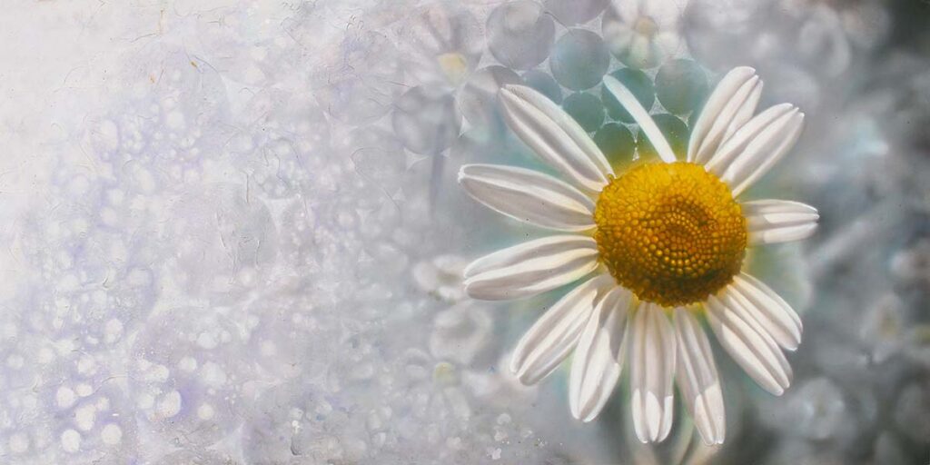 Chamomile