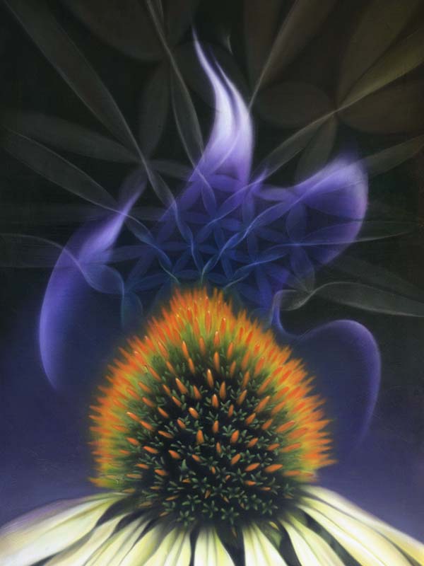 Echinacea Angustifolia Fire